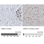Anti-FKBP5 Antibody