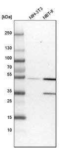 Western blot analysis in mouse cell line NIH-3T3 and rat cell line NBT-II.