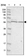 Anti-THEMIS2 Antibody