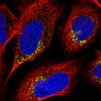 Immunofluorescent staining of human cell line U-2 OS shows positivity in the Golgi apparatus.