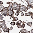 Immunohistochemical staining of human placenta shows strong cytoplasmic positivity in trophoblastic cells.