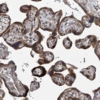 Immunohistochemical staining of human placenta shows strong cytoplasmic positivity in trophoblastic cells.