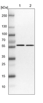Lane 1: NIH-3T3 cell lysate (Mouse embryonic fibroblast cells)_br/_Lane 2: NBT-II cell lysate (Rat Wistar bladder tumour cells)