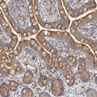 Immunohistochemical staining of human small intestine shows moderate cytoplasmic positivity in glandular cells.