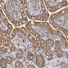 Immunohistochemical staining of human small intestine shows moderate cytoplasmic positivity in glandular cells.