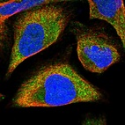 Immunofluorescent staining of human cell line U-2 OS shows localization to cytosol.