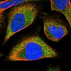 Immunofluorescent staining of human cell line U-2 OS shows localization to cytosol.