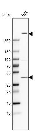 Western blot analysis in human cell line HEL.