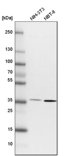 Western blot analysis in mouse cell line NIH-3T3 and rat cell line NBT-II.