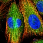Immunofluorescent staining of human cell line U-251 MG shows localization to cytosol & microtubules.