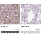 Anti-KMO Antibody