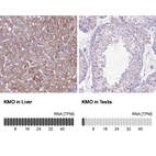 Anti-KMO Antibody