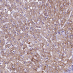 Anti-KMO Antibody