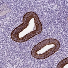 Immunohistochemical staining of human endometrium shows strong cytoplasmic granular positivity in glandular cells.