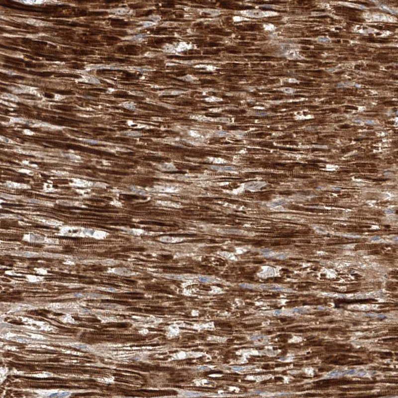 Anti-OCSTAMP Antibody