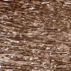 Anti-OCSTAMP Antibody