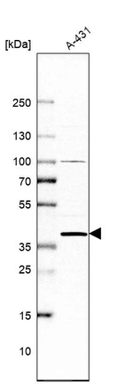 Western blot analysis in human cell line A-431.