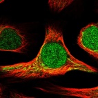 Immunofluorescent staining of human cell line U-2 OS shows localization to nucleoplasm & mitochondria.