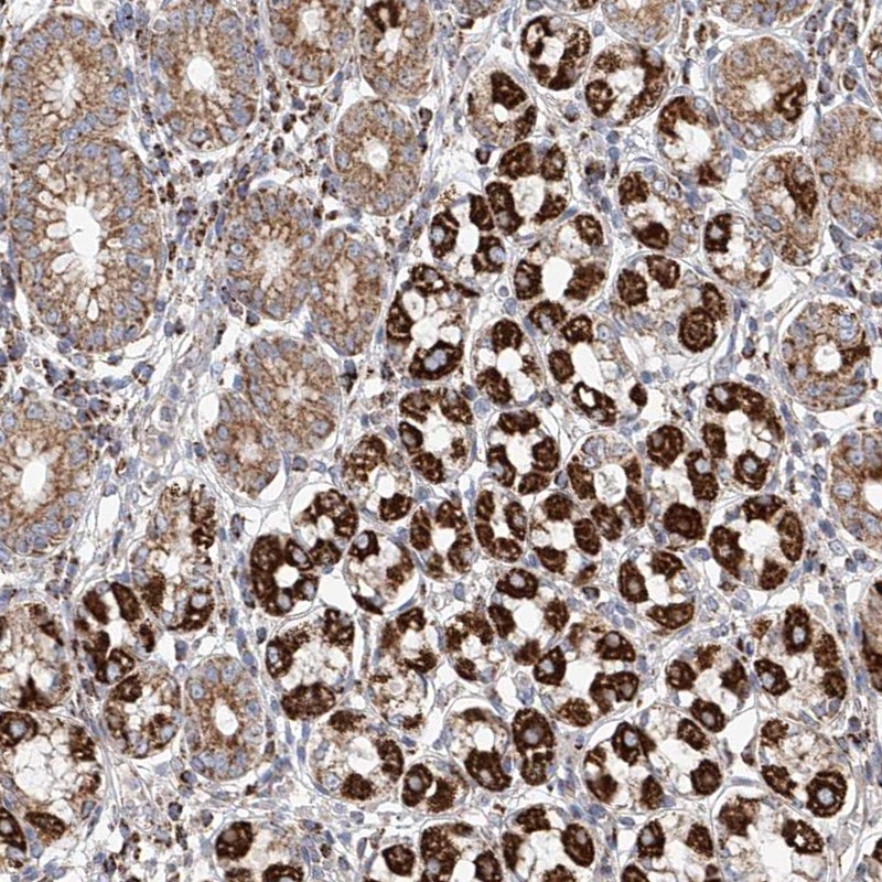 Anti-MCL1 Antibody