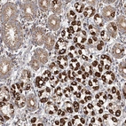 Anti-MCL1 Antibody