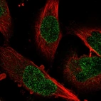 Immunofluorescent staining of human cell line U-251 MG shows localization to nucleoplasm & nuclear membrane.