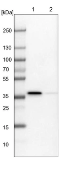 Lane 1: NIH-3T3 cell lysate (Mouse embryonic fibroblast cells)_br/_Lane 2: NBT-II cell lysate (Rat Wistar bladder tumour cells)