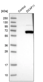 Western blot analysis in control (vector only transfected HEK293T lysate) and DCAF11 over-expression lysate (Co-expressed with a C-terminal myc-DDK tag (~3.1 kDa) in mammalian HEK293T cells, LY410776).