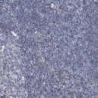 Immunohistochemical staining of human tonsil shows no nuclear positivity in non-germinal center cells as expected.