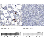 Anti-ITGA2B Antibody