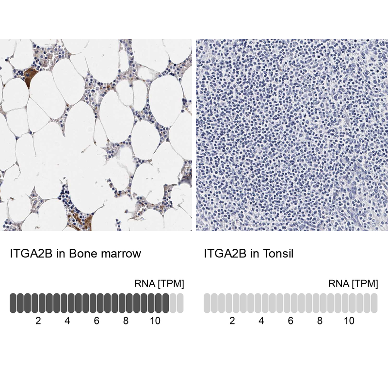 Anti-ITGA2B Antibody