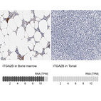Anti-ITGA2B Antibody