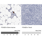 Anti-ITGA2B Antibody