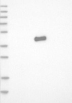 Anti-JUN Antibody