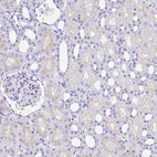 Immunohistochemical staining of human kidney shows negative to very weak positivity in cells in tubules.