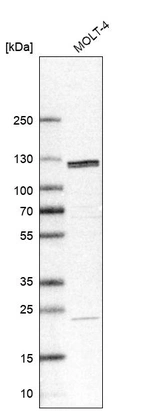Western blot analysis in human cell line MOLT-4.