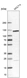 Anti-SART1 Antibody