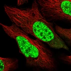 Immunofluorescent staining of human cell line U-2 OS shows localization to nuclear speckles.