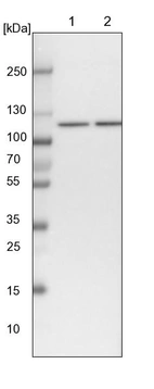 Lane 1: NIH-3T3 cell lysate (Mouse embryonic fibroblast cells)_br/_Lane 2: NBT-II cell lysate (Rat Wistar bladder tumour cells)