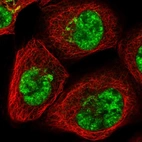 Immunofluorescent staining of human cell line A-431 shows localization to nuclear speckles & the Golgi apparatus.