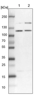 Lane 1: NIH-3T3 cell lysate (Mouse embryonic fibroblast cells)_br/_Lane 2: NBT-II cell lysate (Rat Wistar bladder tumour cells)