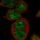 Immunofluorescent staining of human cell line A-431 shows localization to nuclear speckles & the Golgi apparatus.