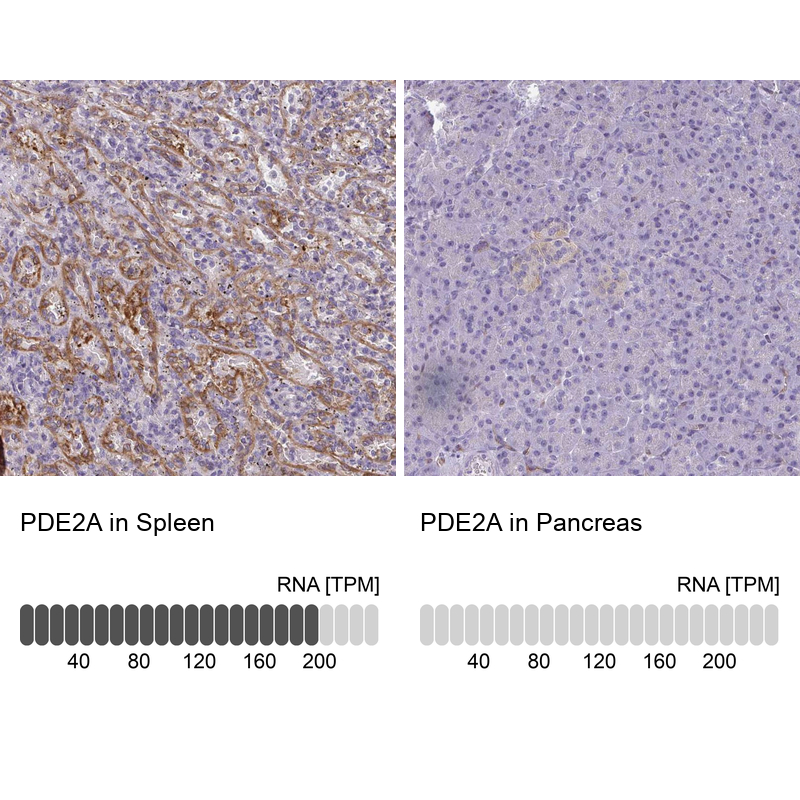 Anti-PDE2A Antibody