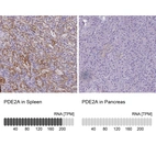 Anti-PDE2A Antibody
