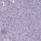 Immunohistochemical staining of human pancreas shows low expression as expected.