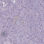 Immunohistochemical staining of human pancreas shows low expression as expected.
