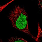 Immunofluorescent staining of human cell line A-431 shows localization to nucleus.