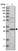 Anti-EFCAB2 Antibody