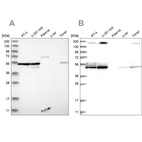 Western blot analysis using Anti-BYSL antibody HPA031217 (A) shows similar pattern to independent antibody HPA031219 (B).