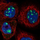 Immunofluorescent staining of human cell line A-431 shows localization to nucleus & nucleoli.