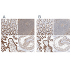 Anti-BYSL Antibody